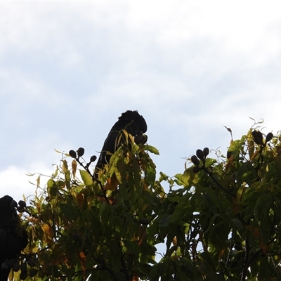 Calyptorhynchus banksii (Red-tailed Black-cockatoo) at Avoca, QLD - 26 Aug 2025 by Gaylesp8