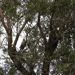 Platycercus adscitus (Pale-headed Rosella) by Gaylesp8