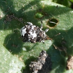 Mogulones larvatus (Paterson's curse crown weevil) at Hall, ACT - 6 Sep 2025 by Anna123