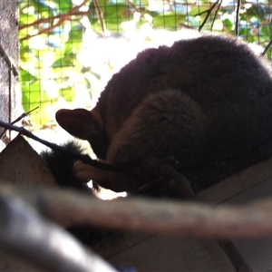 Trichosurus vulpecula (Common Brushtail Possum) at Avoca, QLD - 27 Aug 2025 by Gaylesp8