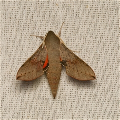 Hippotion scrofa (Coprosma Hawk Moth) at Harrison, ACT - 9 Sep 2025 by DPRees125