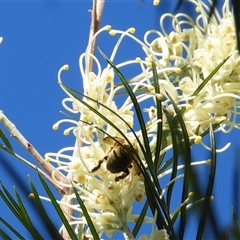 Xylocopa (Koptortosoma) sp. (genus) by Gaylesp8
