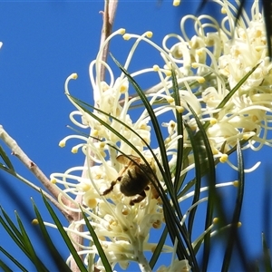 Xylocopa (Koptortosoma) sp. (genus) by Gaylesp8