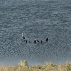 Phalacrocorax carbo (Great Cormorant) at Pejar, NSW - 28 Aug 2025 by AlisonMilton