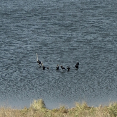Phalacrocorax carbo (Great Cormorant) at Pejar, NSW - 28 Aug 2025 by AlisonMilton