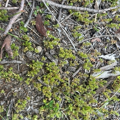 Crassula sieberiana (Austral Stonecrop) at Higgins, ACT - 26 Aug 2025 by Jillw