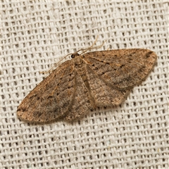 Zermizinga sinuata (Lucerne Looper, Spider Moth) at Harrison, ACT - 9 Sep 2025 by DPRees125