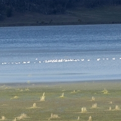 Pelecanus conspicillatus (Australian Pelican) at Lake George, NSW - 28 Aug 2025 by AlisonMilton