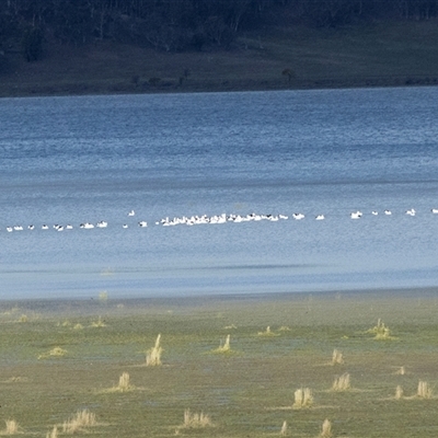Pelecanus conspicillatus (Australian Pelican) at Lake George, NSW - 28 Aug 2025 by AlisonMilton