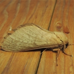 Oxycanus (genus) (Unidentified Oxycanus moths) at Conder, ACT - 23 May 2025 by MichaelBedingfield