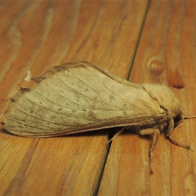 Oxycanus (genus) (Unidentified Oxycanus moths) at Conder, ACT - 23 May 2025 by MichaelBedingfield