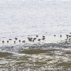 Malacorhynchus membranaceus (Pink-eared Duck) at Lake George, NSW - 28 Aug 2025 by AlisonMilton