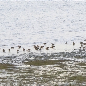 Malacorhynchus membranaceus (Pink-eared Duck) at Lake George, NSW - 28 Aug 2025 by AlisonMilton
