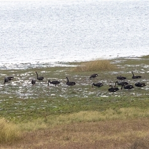 Cygnus atratus (Black Swan) at Lake George, NSW - 28 Aug 2025 by AlisonMilton