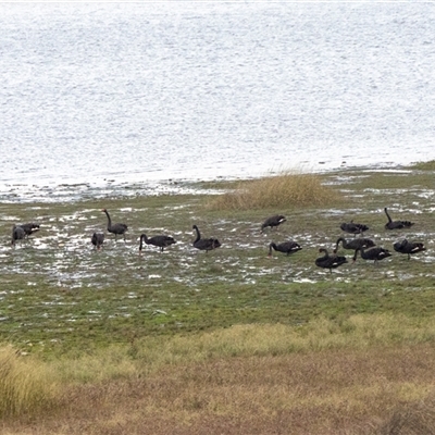 Cygnus atratus (Black Swan) at Lake George, NSW - 28 Aug 2025 by AlisonMilton