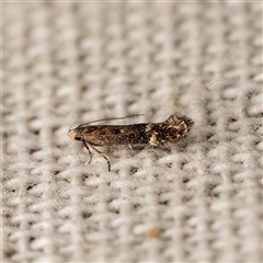 Aproaerema simplexella & isoscelixantha (Australian Soybean Moth (A. simplexella)) at Harrison, ACT - 9 Sep 2025 by DPRees125