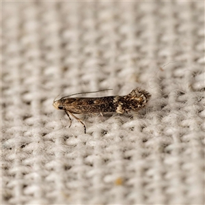 Aproaerema simplexella & isoscelixantha (Australian Soybean Moth (A. simplexella)) at Harrison, ACT - 9 Sep 2025 by DPRees125