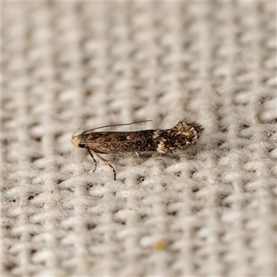 Aproaerema simplexella & isoscelixantha (Australian Soybean Moth (A. simplexella)) at Harrison, ACT - 9 Sep 2025 by DPRees125
