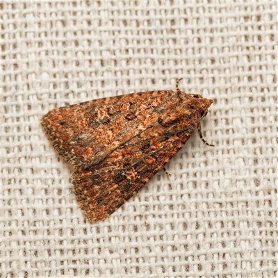 Hypoperigea tonsa (A Noctuid moth (Acronictinae) at Harrison, ACT - 9 Sep 2025 by DPRees125