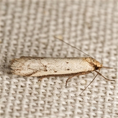 Philobota xiphostola (A Concealer moth (Philibota group) at Harrison, ACT - 9 Sep 2025 by DPRees125