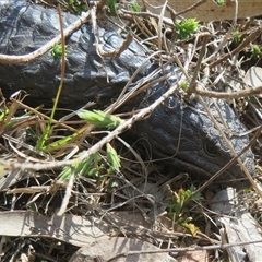 Tiliqua rugosa aspera (Eastern Shingleback) at Sutton, NSW - 8 Sep 2025 by Christine