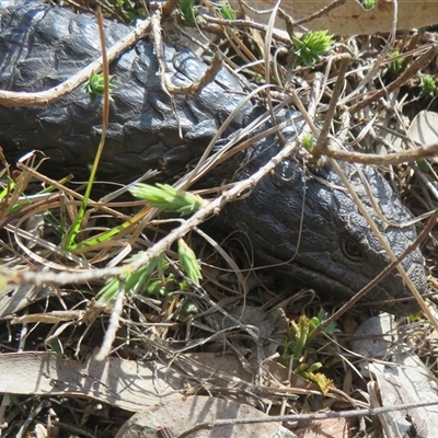 Tiliqua rugosa aspera (Eastern Shingleback) at Sutton, NSW - 8 Sep 2025 by Christine