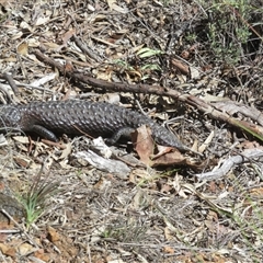 Tiliqua rugosa aspera (Eastern Shingleback) at Hall, ACT - 9 Sep 2025 by Christine