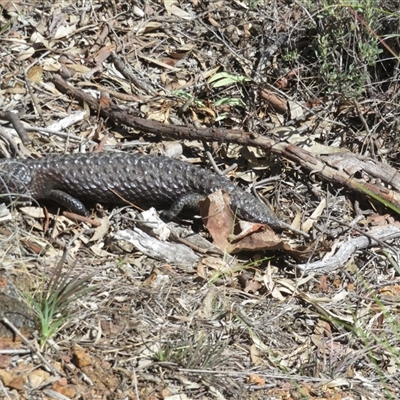 Tiliqua rugosa aspera (Eastern Shingleback) at Hall, ACT - 9 Sep 2025 by Christine