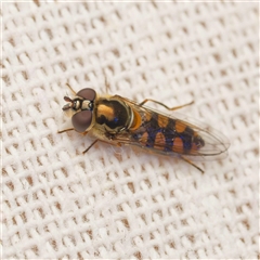 Syrphidae (family) (Unidentified Hover fly) at Harrison, ACT - 9 Sep 2025 by DPRees125