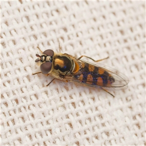 Syrphidae (family) (Unidentified Hover fly) by DPRees125