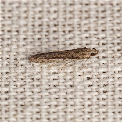 Gelechioidea (superfamily) (Unidentified Gelechioid moth) at Harrison, ACT - 9 Sep 2025 by DPRees125