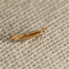 Plutella xylostella (Diamondback Moth) at Harrison, ACT - 8 Sep 2025 by DPRees125