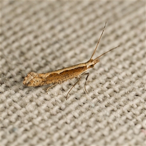 Plutella xylostella (Diamondback Moth) at Harrison, ACT - 8 Sep 2025 by DPRees125