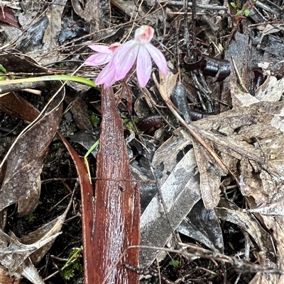 Caladenia fuscata (Dusky Fingers) at Bruce, ACT - 10 Sep 2025 by KazJip