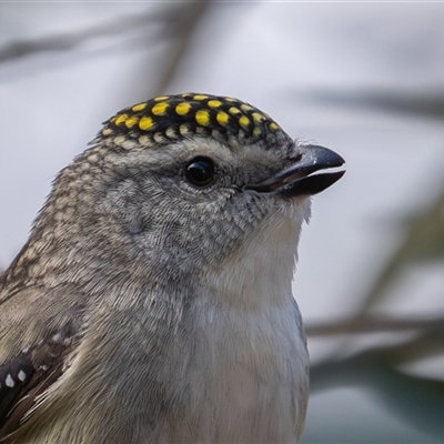 Pardalotus punctatus (Spotted Pardalote) at Symonston, ACT - 9 Sep 2025 by rawshorty