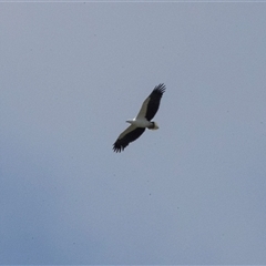 Icthyophaga leucogaster (White-bellied Sea-Eagle) at Tanja, NSW - 30 Aug 2025 by AlisonMilton