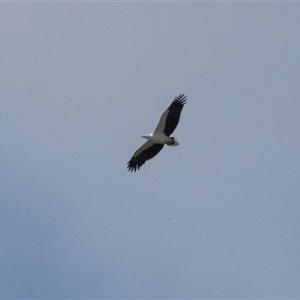 Icthyophaga leucogaster (White-bellied Sea-Eagle) at Tanja, NSW - 30 Aug 2025 by AlisonMilton
