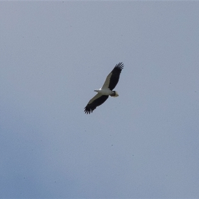 Icthyophaga leucogaster (White-bellied Sea-Eagle) at Tanja, NSW - 30 Aug 2025 by AlisonMilton