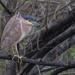 Nycticorax caledonicus (Nankeen Night-Heron) at Fyshwick, ACT - 10 Sep 2025 by rawshorty