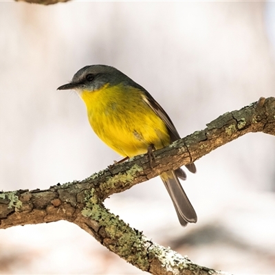 Eopsaltria australis (Eastern Yellow Robin) at Tanja, NSW - 30 Aug 2025 by AlisonMilton