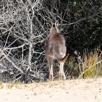 Macropus giganteus (Eastern Grey Kangaroo) at Tanja, NSW - 30 Aug 2025 by AlisonMilton