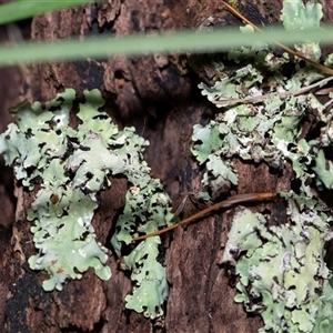 Unverified Lichen at Tanja, NSW - 30 Aug 2025 by AlisonMilton