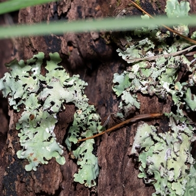 Unverified Lichen at Tanja, NSW - 30 Aug 2025 by AlisonMilton