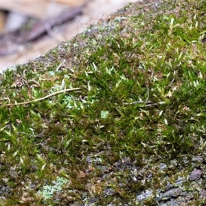 Unverified Moss, Liverwort or Hornwort at Tanja, NSW - 30 Aug 2025 by AlisonMilton