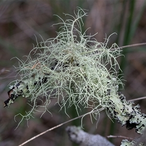 Usnea sp. (genus) (Bearded lichen) at Tanja, NSW - 30 Aug 2025 by AlisonMilton