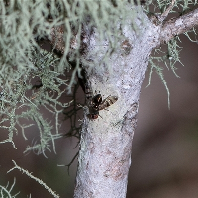 Unverified Other true fly at Tanja, NSW - 30 Aug 2025 by AlisonMilton