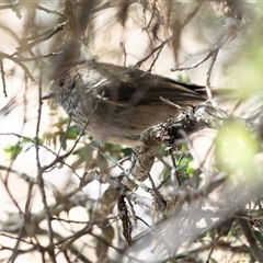 Acanthiza pusilla (Brown Thornbill) at Tanja, NSW - 30 Aug 2025 by AlisonMilton