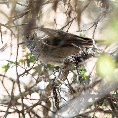 Acanthiza pusilla (Brown Thornbill) at Tanja, NSW - 30 Aug 2025 by AlisonMilton