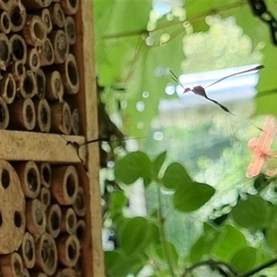 Unverified Wasp (Hymenoptera, Apocrita) at  - suppressed by MazzV
