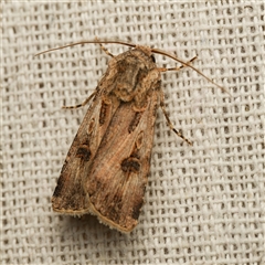 Agrotis munda (Brown Cutworm) at Harrison, ACT - 8 Sep 2025 by DPRees125